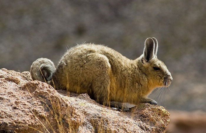 Small wild animal resembling a rabbit perched on a rock in its natural habitat, showcasing cute wild animal features.