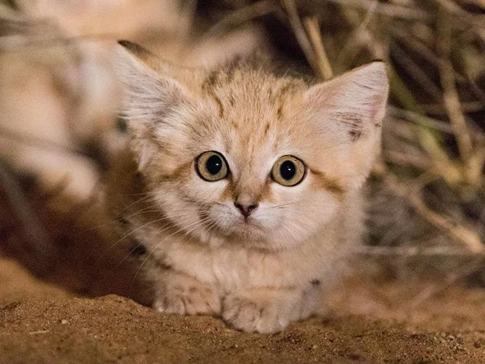 Sand cat kitten with large eyes lying on sandy ground, one of the cutest wild animals on Earth.