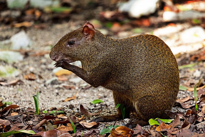 Agouti eating on forest floor surrounded by dry leaves, showcasing one of the cutest wild animals on earth.