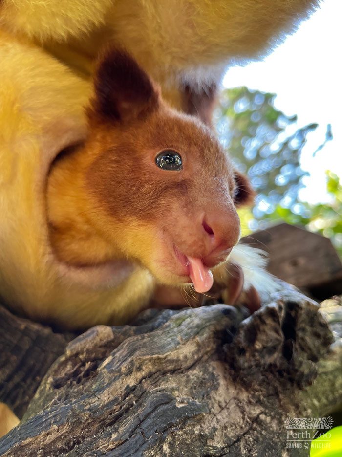 Close-up of a cute wild animal with its tongue out resting on a textured log, highlighting the cutest wild animal on earth.