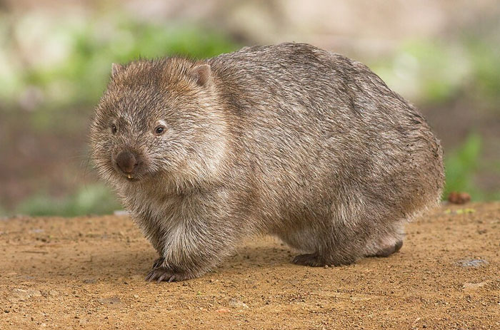 Close-up of a wombat, one of the cutest wild animals on earth, standing on dirt with a blurred natural background