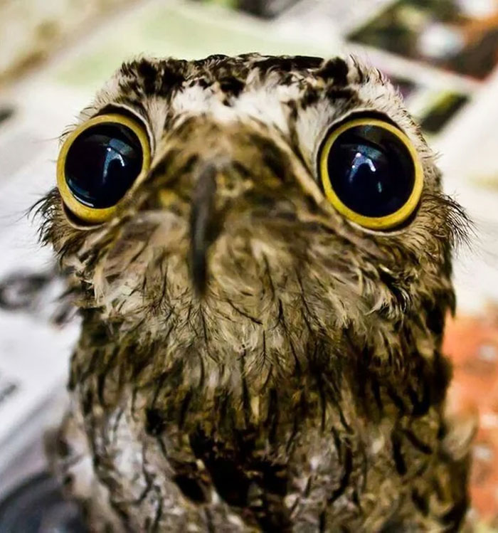 Close-up of a wild animal with large eyes, featured in a contest to find the cutest wild animal on Earth.