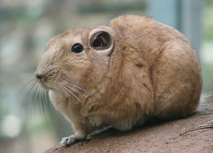 Close-up of a small wild animal with soft brown fur and whiskers, featured in cutest wild animal ranking.
