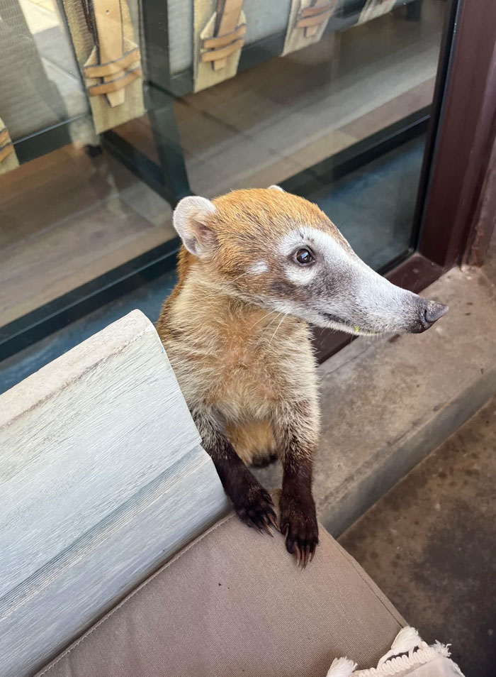 Young wild coati perched on outdoor furniture, showcasing the cutest wild animal in a natural setting.