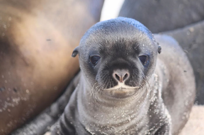 Close-up of a Galápagos Fur Seal, one of the cutest wild animals on earth, resting on sandy ground among others.