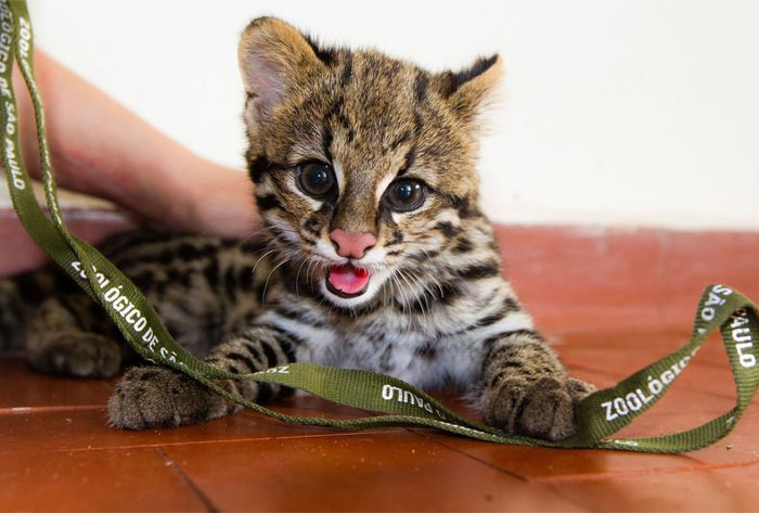 Oncilla Cub with large eyes playing with a green ribbon, showcasing the cutest wild animal on earth.