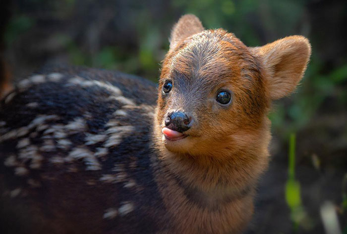 Pudu Fawn, young wild animal with large eyes and spotted fur in natural habitat, featured for cutest wild animal on earth ranking.