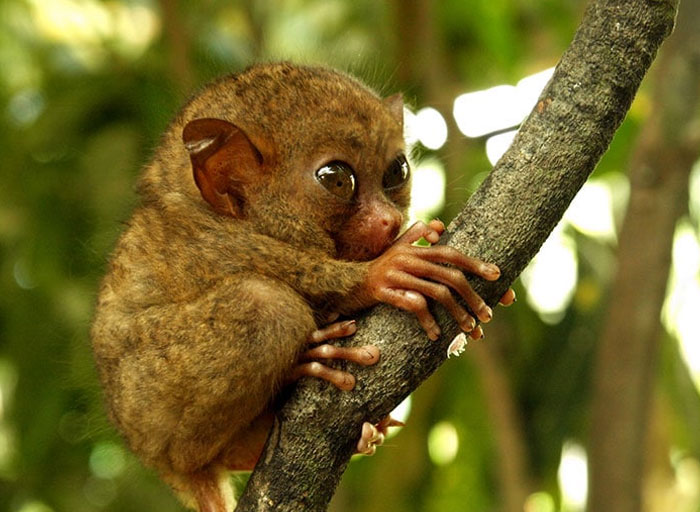 Tarsier with large eyes gripping a tree branch in its natural habitat, a contender for cutest wild animal on earth.