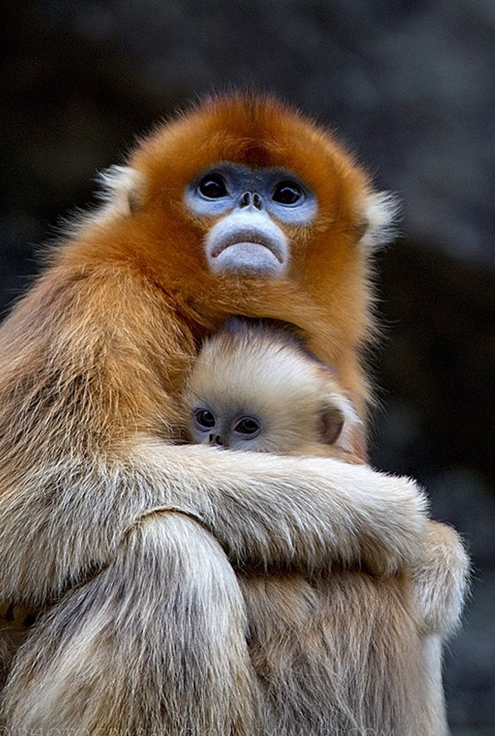 Golden snub-nosed monkey mother hugging baby, showcasing cutest wild animal on earth in natural habitat.