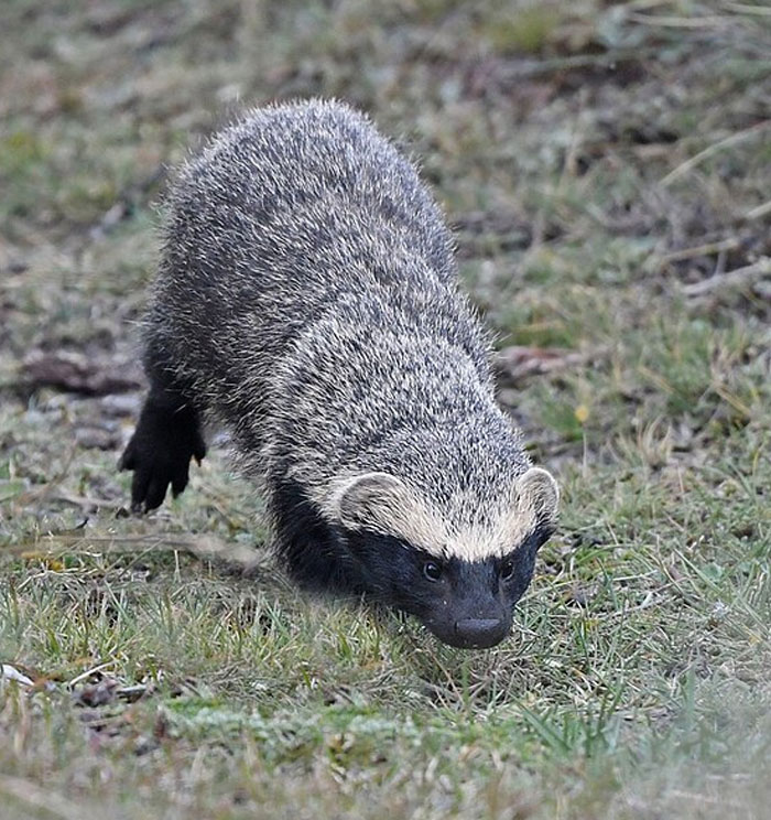 Honey badger moving through grass, a contender for the cutest wild animal on Earth in reader’s vote.