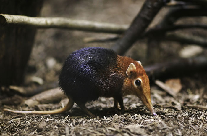 Small Elephant Shrew shrew with brown and black fur for cutest wild animal on earth reader’s vote contest.