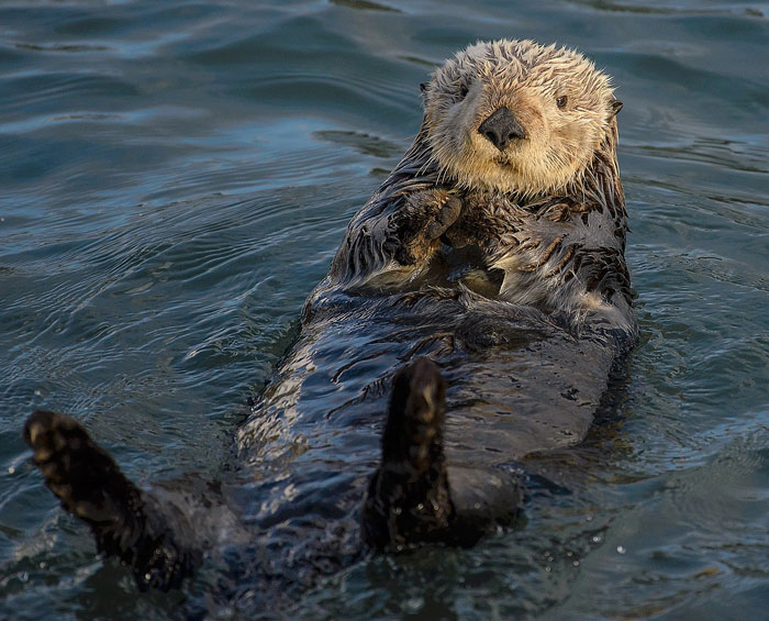 Sea otter floating on its back in water, considered one of the cutest wild animals on earth by readers.