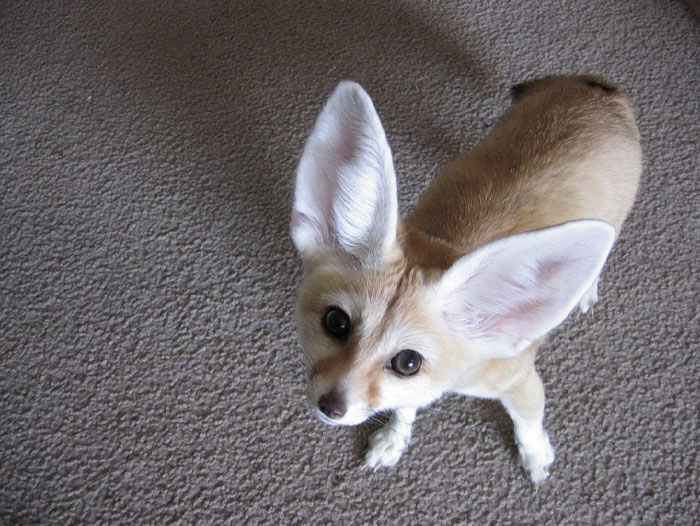 Fennec fox with large ears looking up, considered one of the cutest wild animals on earth in a home setting.