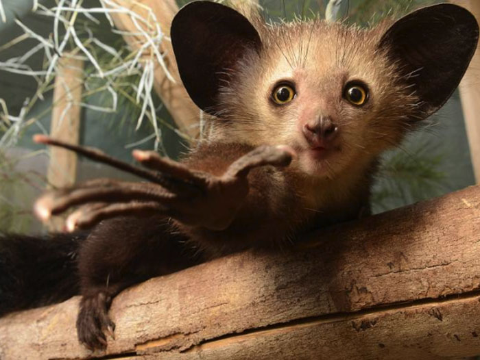 Fossa with large eyes and extended paw resting on a tree branch, a contender for cutest wild animal on earth