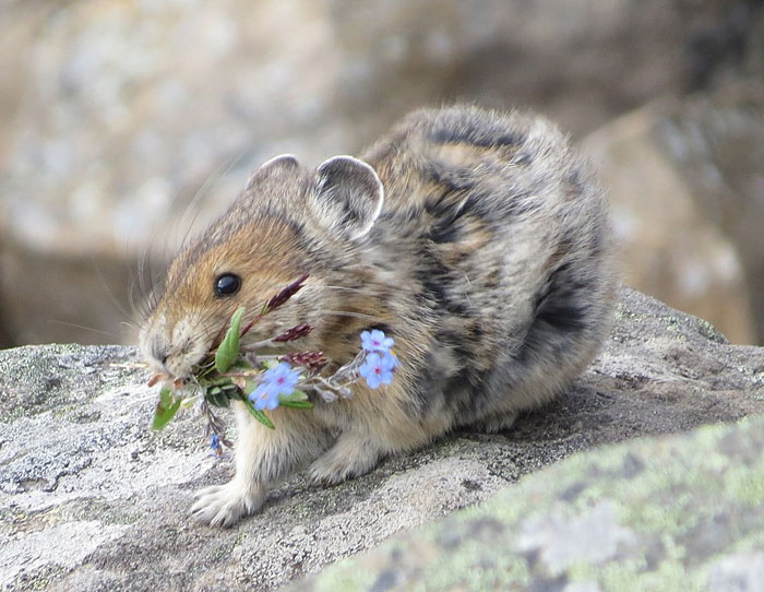 Small wild animal holding flowers in its mouth, sitting on a rock, showcasing the cutest wild animal on earth.