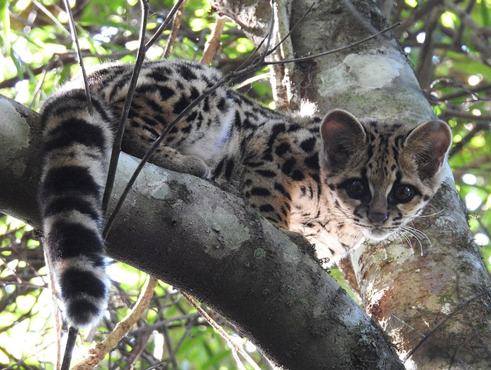 Young wild margay with big eyes resting on tree branch in natural habitat, cutest wild animal on earth contender
