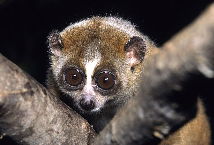 Close-up of a wild animal with large eyes resting on a tree branch, featured for cutest wild animal ranking.