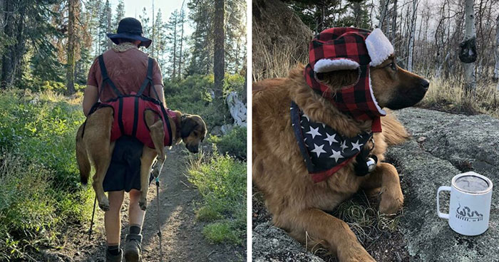 45 Doggone Adorable Doggos Just Out For A Hike With Their Owners
