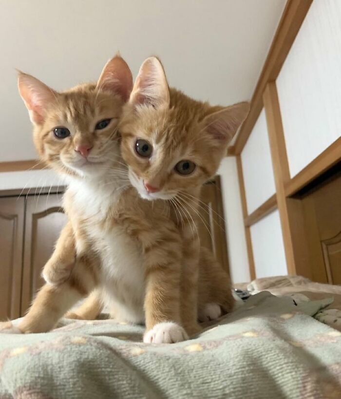 Dos gatos adorables de pelaje naranja y blanco jugando en una cama para animarte en un mal día.