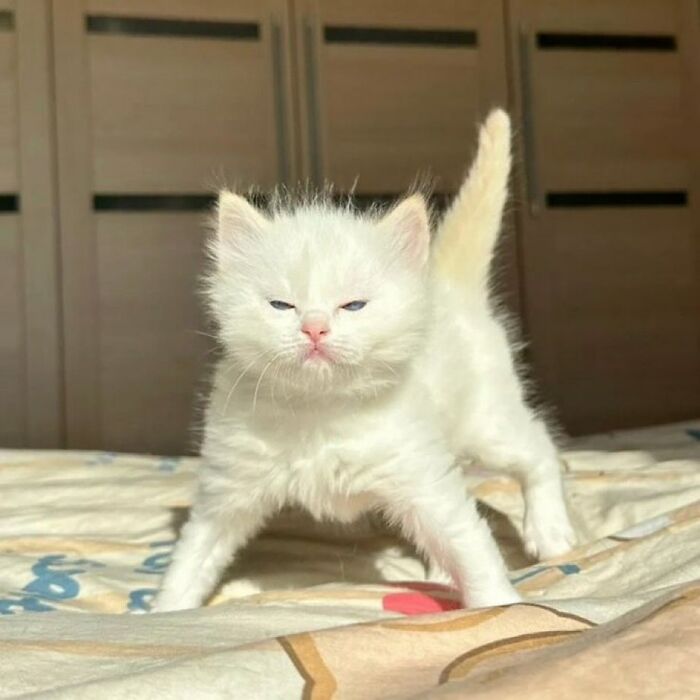 Gato blanco pequeño estirándose sobre la cama, fotos de gatos adorables para animarte en un mal día.