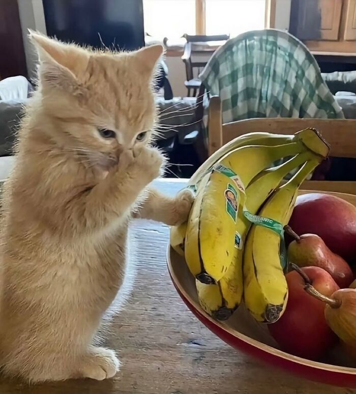 Gato adorable curioso tocando un racimo de plátanos en una mesa de madera en un ambiente hogareño iluminado.