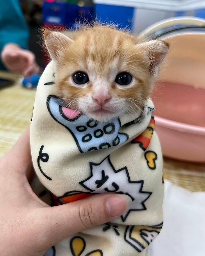 Gato cachorro adorable envuelto en una manta colorida, mostrando ternura para animar un mal día con fotos de gatos.