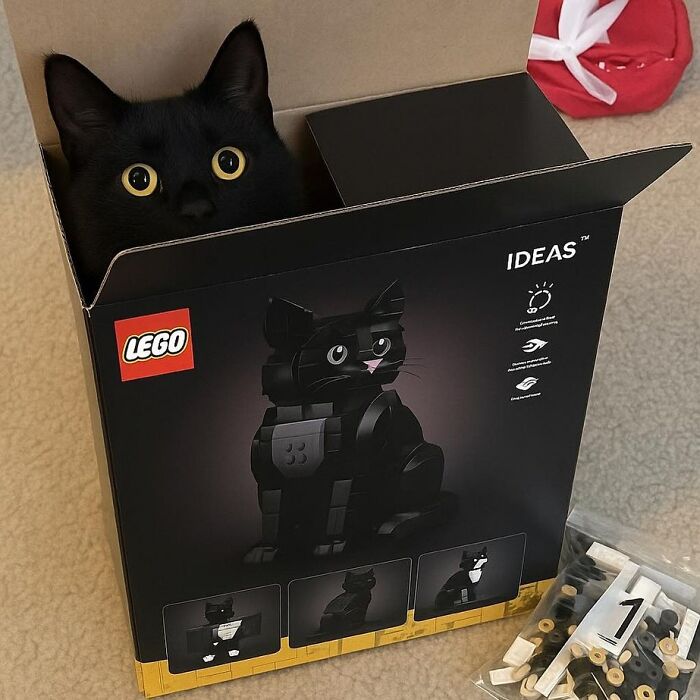 Gato negro adorable dentro de caja de LEGO con figura de gato, imagen para fotos de gatos adorables y tiernos.