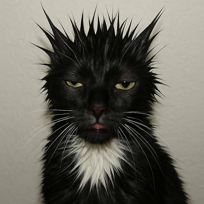Gato mojado con pelo erizado y expresión seria, una de las fotos de gatos adorables para animarte en un mal día.