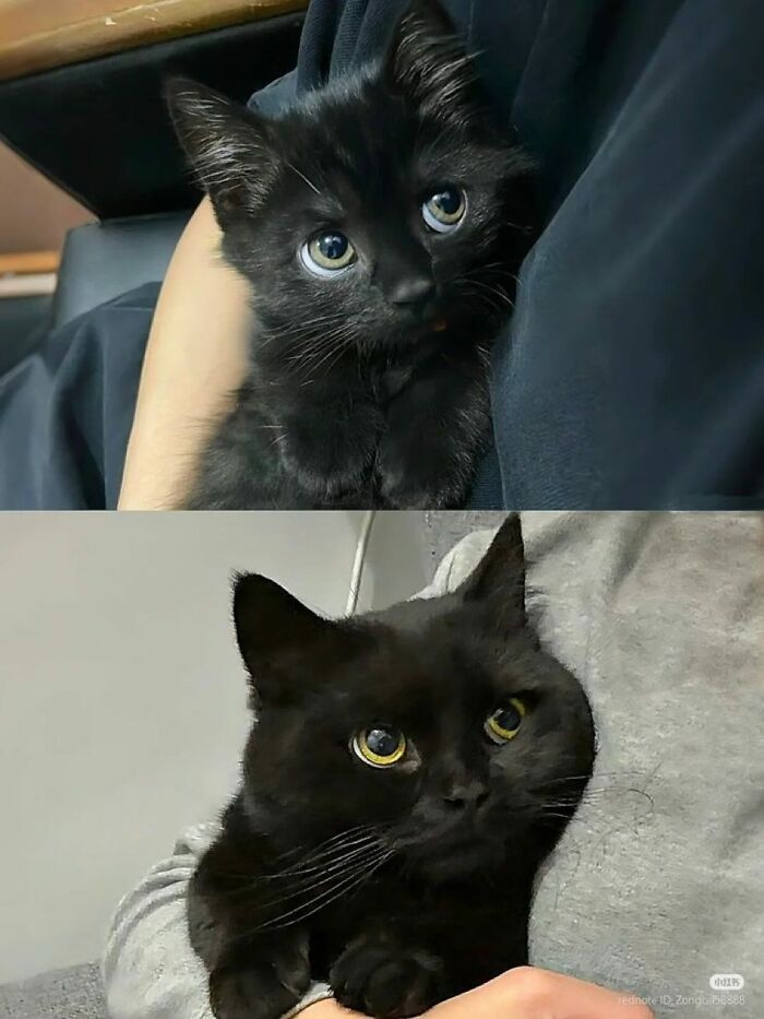 Gatos adorables de color negro con ojos grandes siendo abrazados, mostrando ternura y calma.