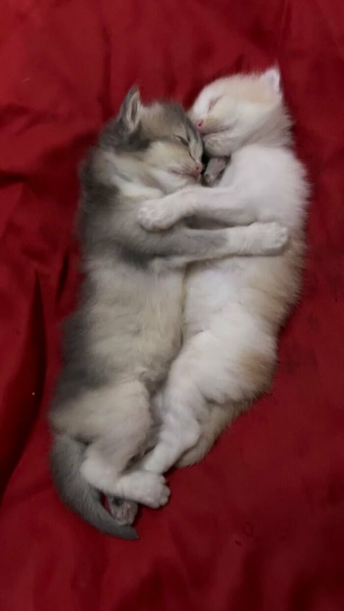 Dos gatitos adorables durmiendo abrazados sobre una cama roja, fotos de gatos adorables para animarte.