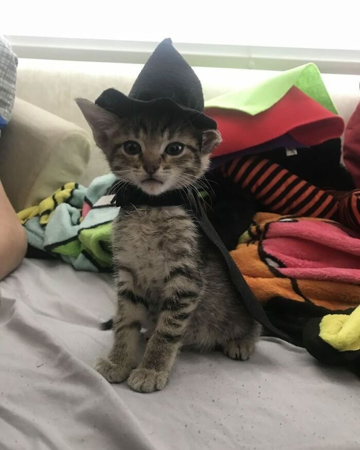 Gato adorable con disfraz de bruja sentado sobre una cama con mantas coloridas, fotos de gatos adorables.