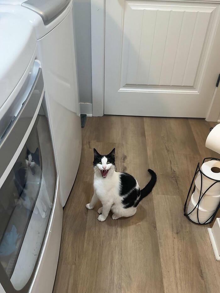 Gato adorable blanco y negro sentado en cocina con expresión divertida para animar tu mal día con fotos de gatos.