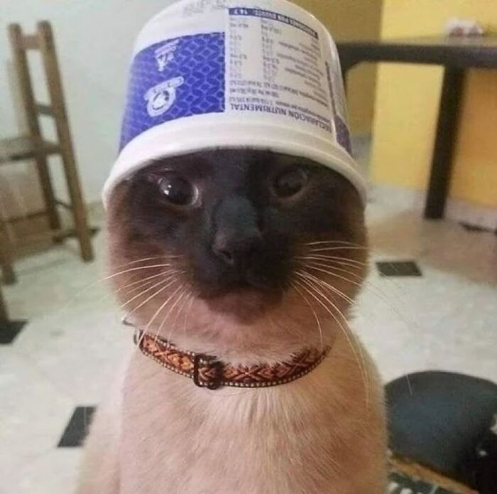 Gato adorable con vaso en la cabeza, mostrando una expresión divertida para animar un mal día con fotos de gatos.