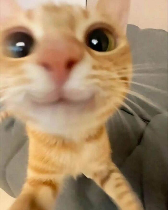 Gato adorable con ojos grandes acercándose a la cámara para alegrar tu día con fotos de gatos adorables.