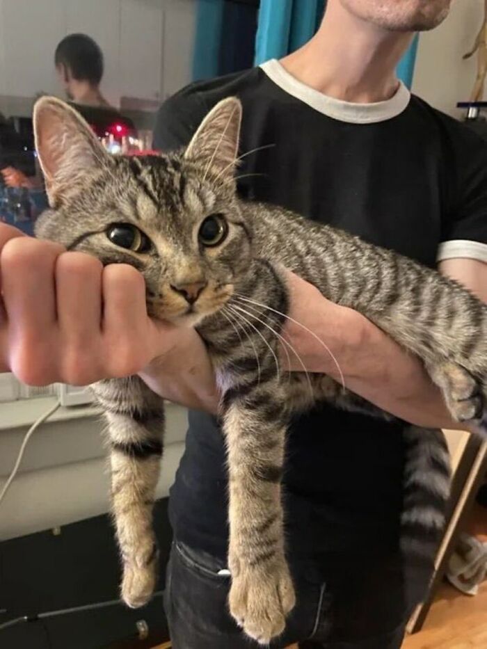 Gato adorable de pelaje atigrado sostenido por una persona, mostrando expresión tranquila para animar un mal día.