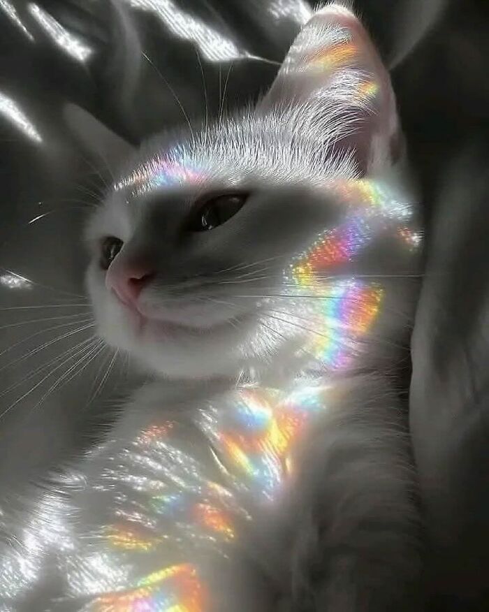 Gato blanco adorable con reflejos de arcoíris sobre su pelaje, transmitiendo ternura y calma para animar el día.