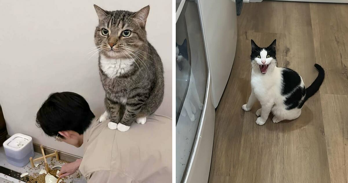 38 Fotos de gatos adorables para animarte si llevas un mal día