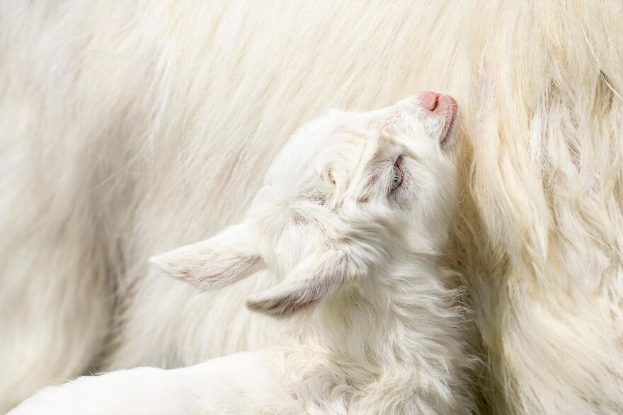 Wow, Did You See That? Award-Winning Photos That Hit You Right In The Feels