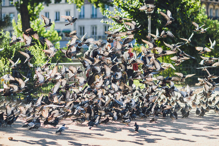 A large flock of pigeons taking flight in a sunlit park, illustrating deaf people’s view on surprisingly silent things.