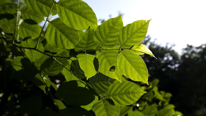 Close-up of green leaves illuminated by sunlight, symbolizing deaf people revealing surprisingly silent things.