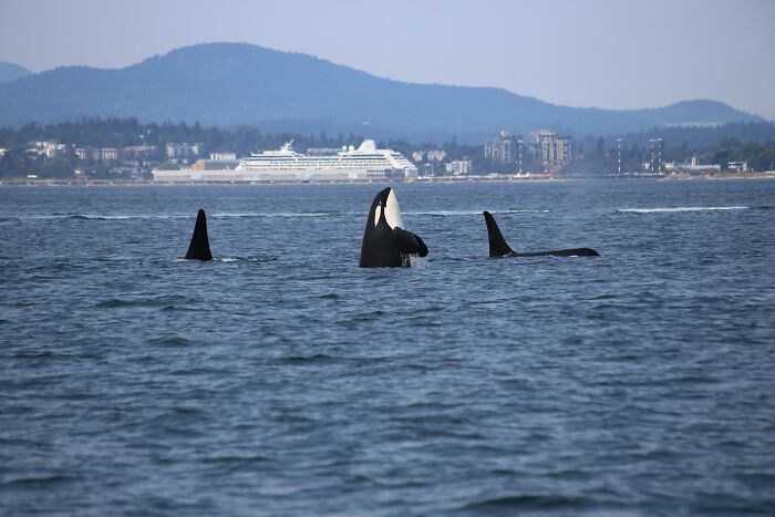 Orcas swimming near the shore with city buildings and a cruise ship in the background, highlighting environmental concerns. - 3