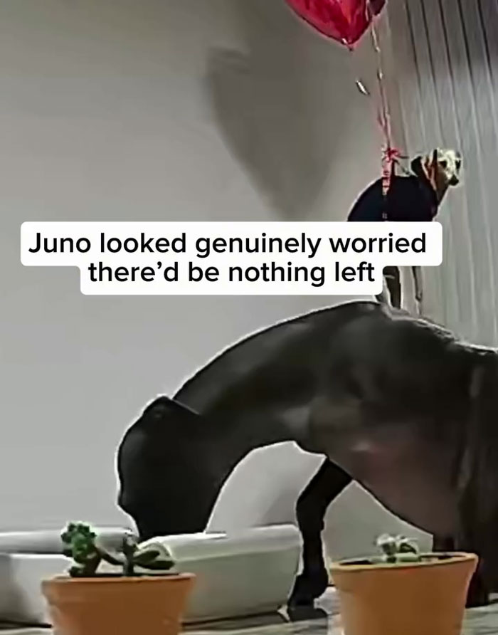 Small dog accidentally floats across the living room during man’s romantic plans, capturing viral attention. Small dog accidentally floats across the living room during man’s romantic plans, capturing viral attention.