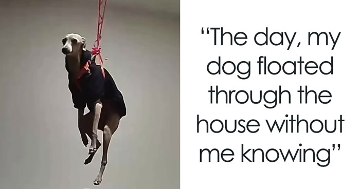Netizens In Awe And In Stitches After Guy Shares “The Day My Dog Floated At Home”