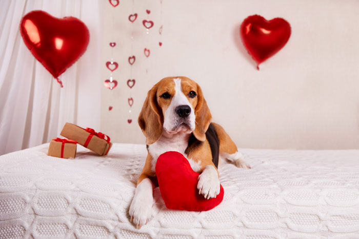 Beagle holding a red heart pillow on a bed with heart-shaped balloons and romantic decor in the living room. Beagle holding a red heart pillow on a bed with heart-shaped balloons and romantic decor in the living room.