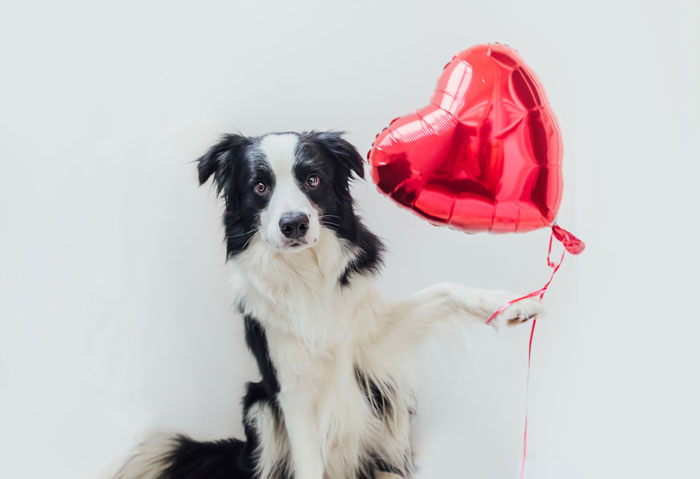 Border collie holding a red heart-shaped balloon, highlighting man’s romantic plans and his little dog in the living room. Border collie holding a red heart-shaped balloon, highlighting man’s romantic plans and his little dog in the living room.