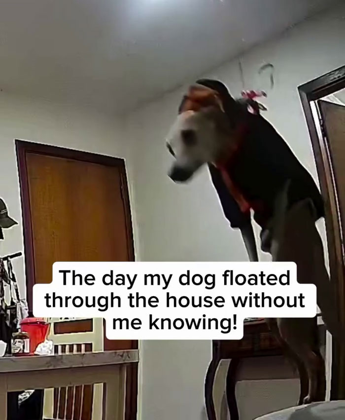 Small dog in a hoodie floating across the living room, capturing the man’s romantic plans going viral moment. Small dog in a hoodie floating across the living room, capturing the man’s romantic plans going viral moment.