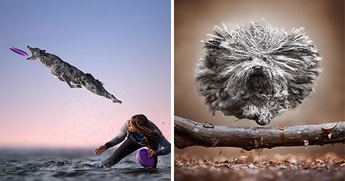 50 Dogs Captured In Peak Motion By Claudio Piccoli