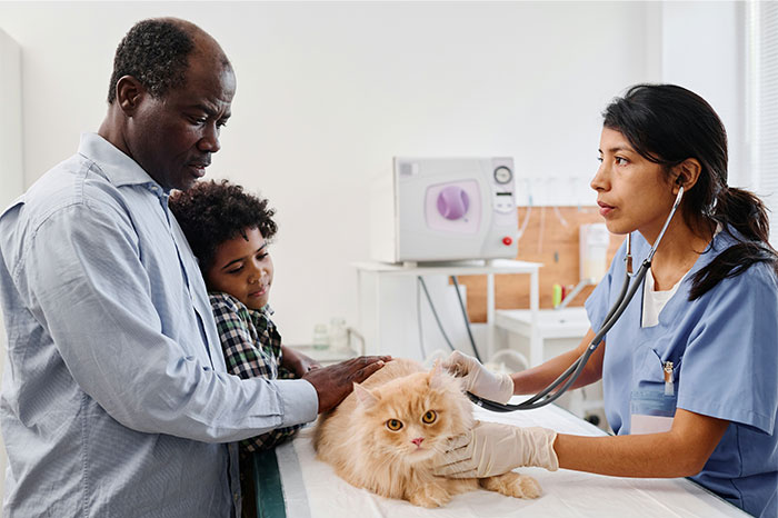 Veterinarian in blue scrubs examining a fluffy orange cat while a man and child watch in a pet clinic. - 16