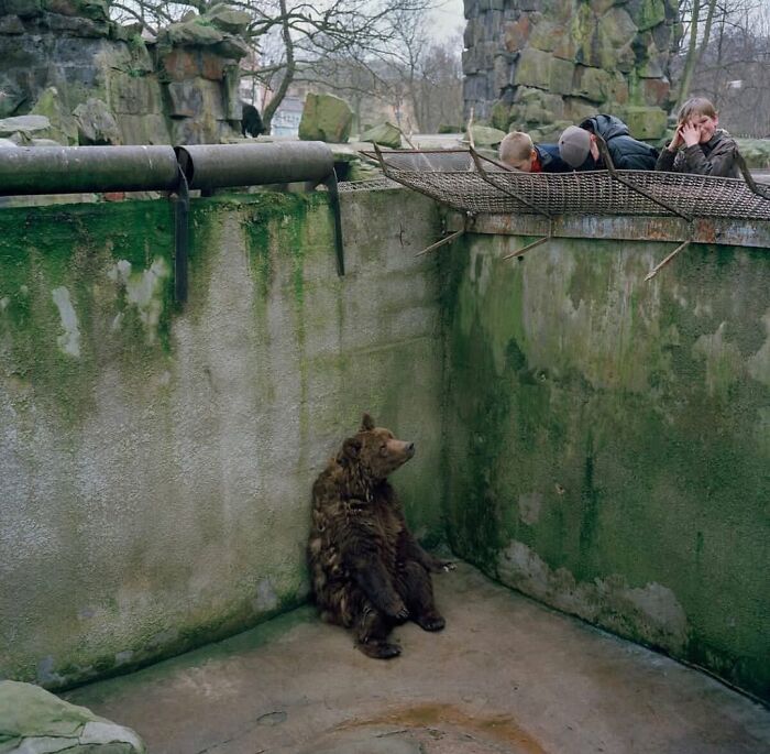 Bear sitting alone in a mossy urban enclosure with people looking down at it, a random animal sighting on the street.