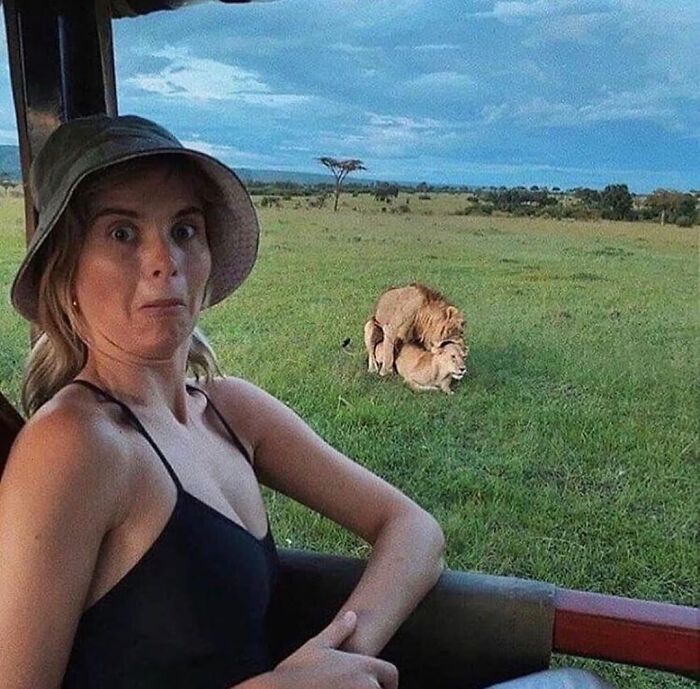 Woman on safari truck shocked by random animal sightings of lions mating in the wild captured on the street.